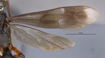 Media type: image;   Entomology 26748 Aspect: wing